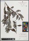 Foto von Salix appendiculata Vill. x Salix hegetschweileri Heer